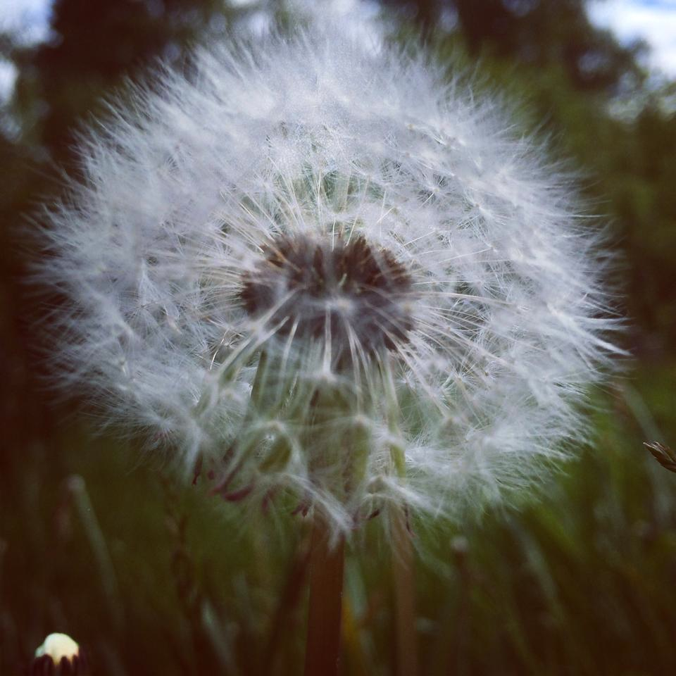 Taraxacum Officinale
