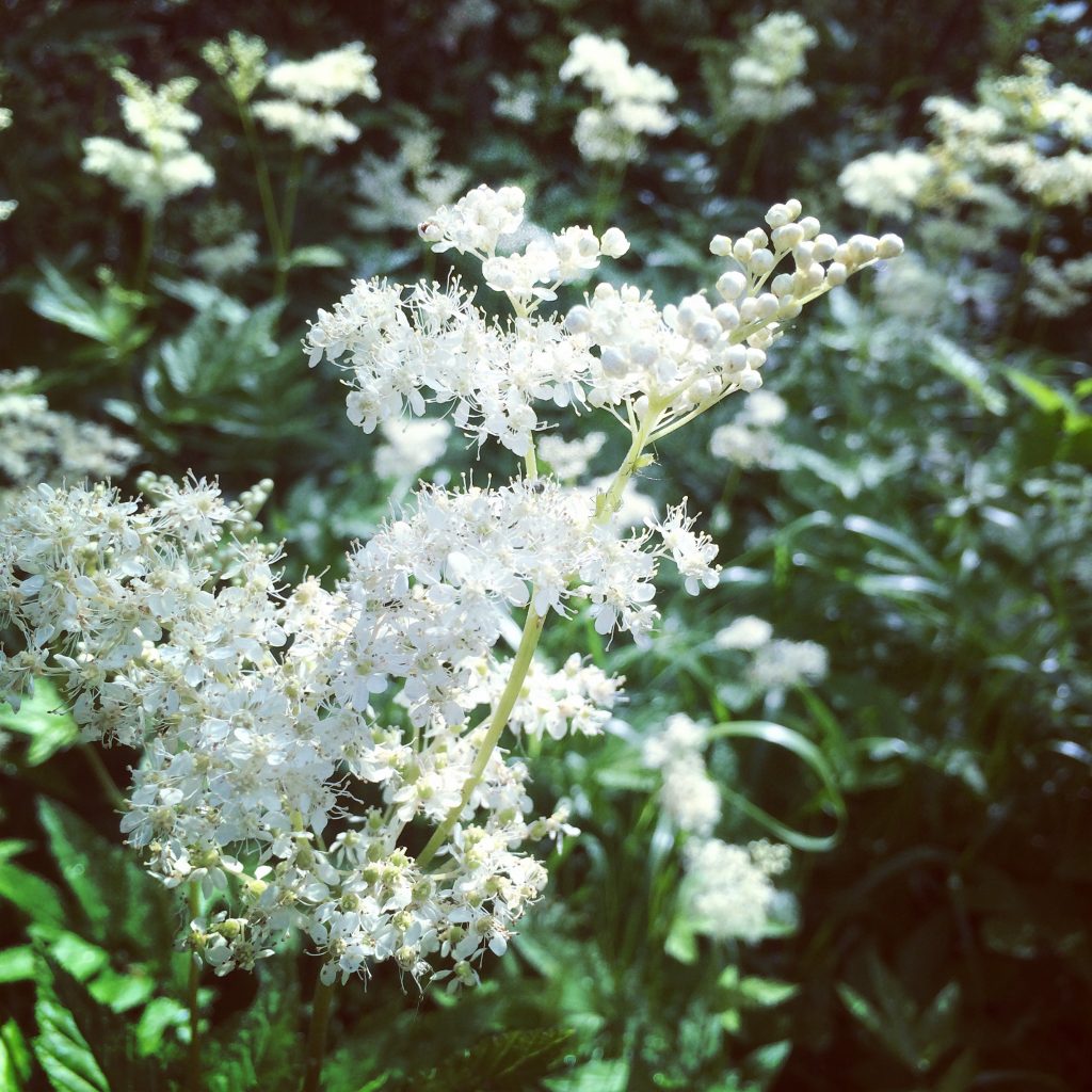 Filipendula Ulmaria 