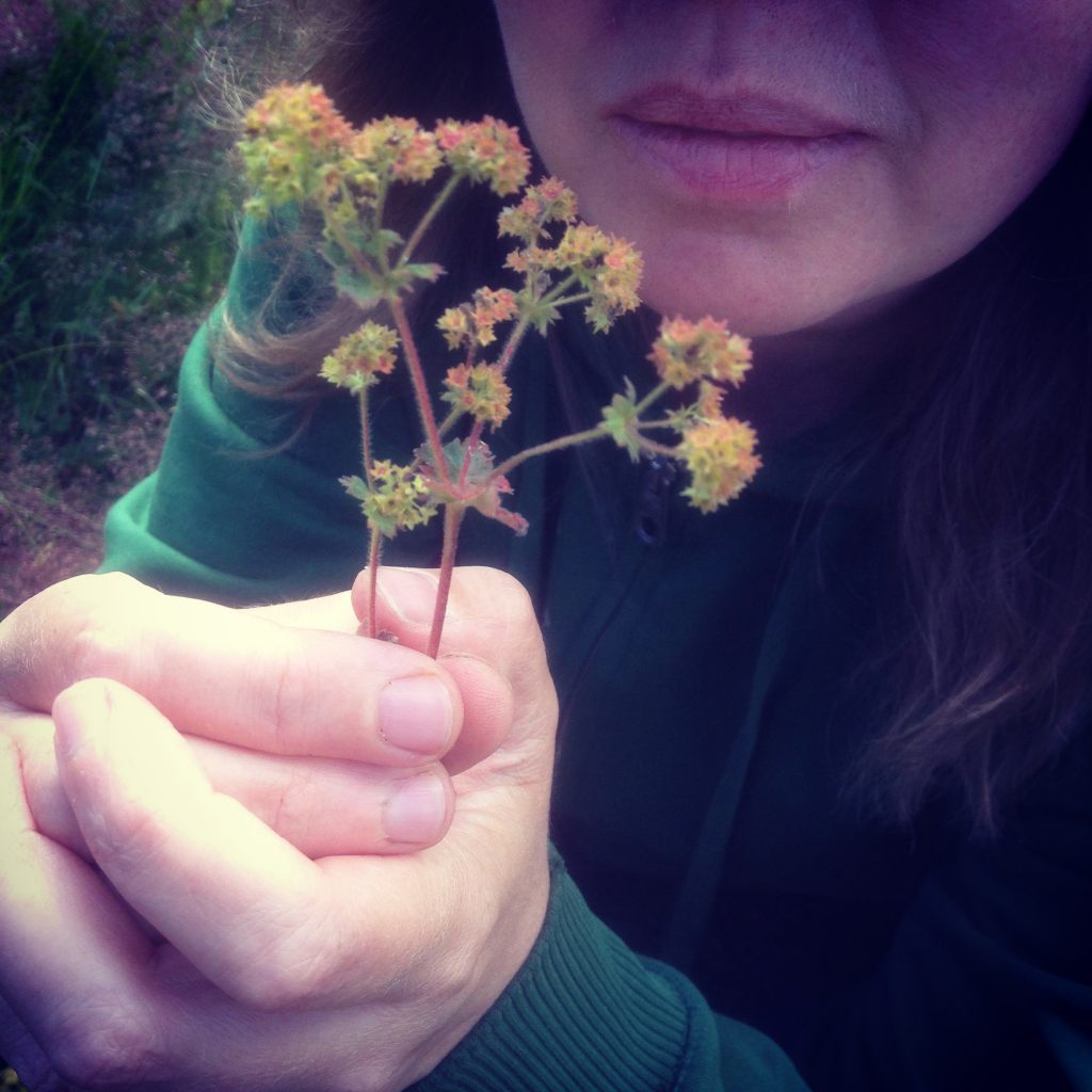 Alchemilla Vulgaris