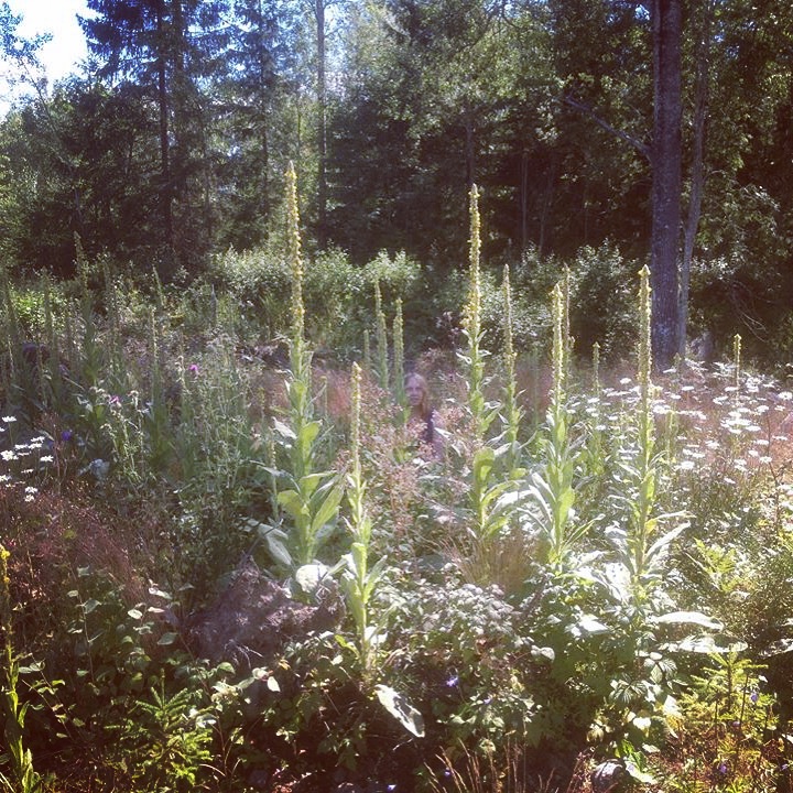 Verbascum Thapsus