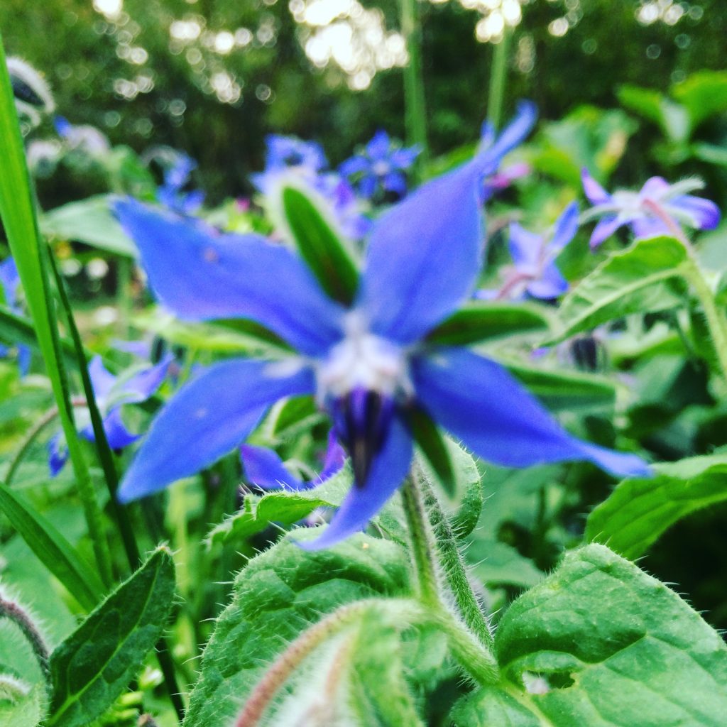 Borago Officinalis