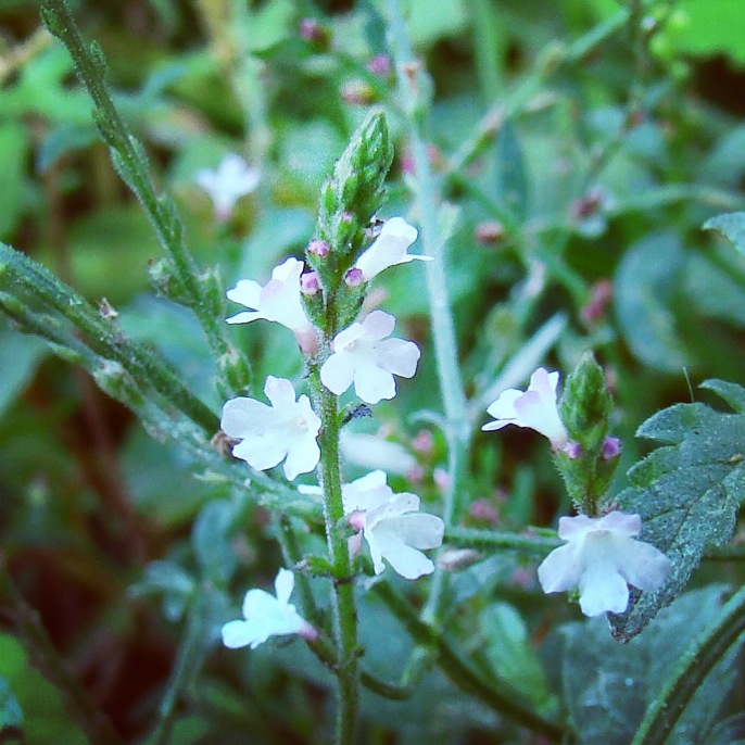 Verbena Officinalis