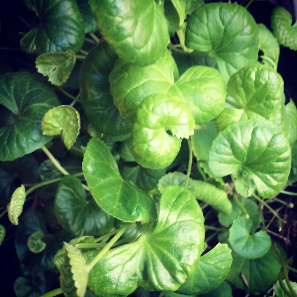 Centella Asiatica