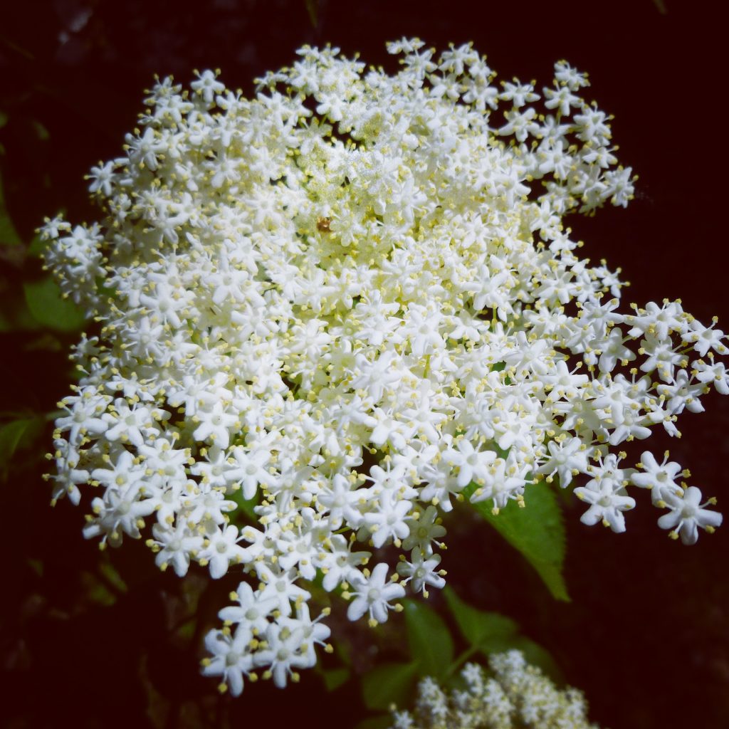 Sambucus Nigra