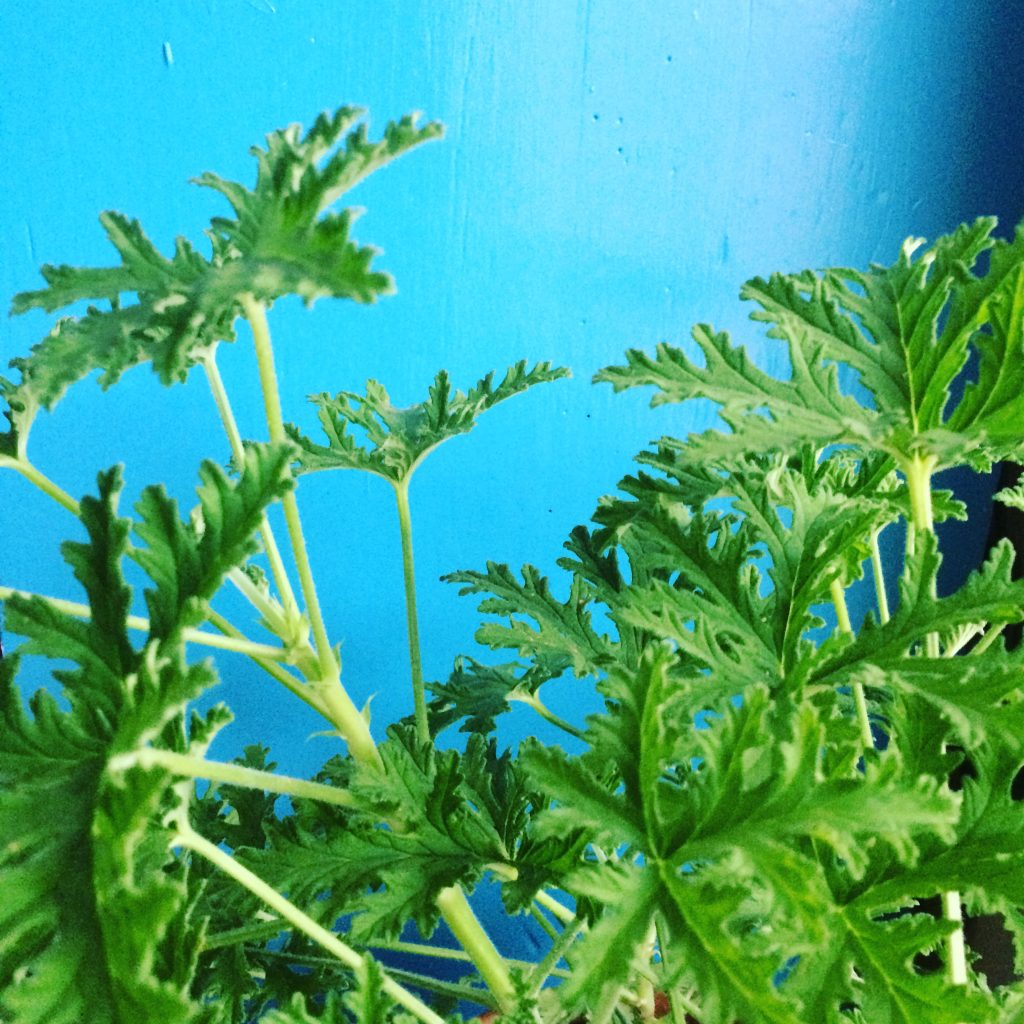 Pelargonium Graveolens