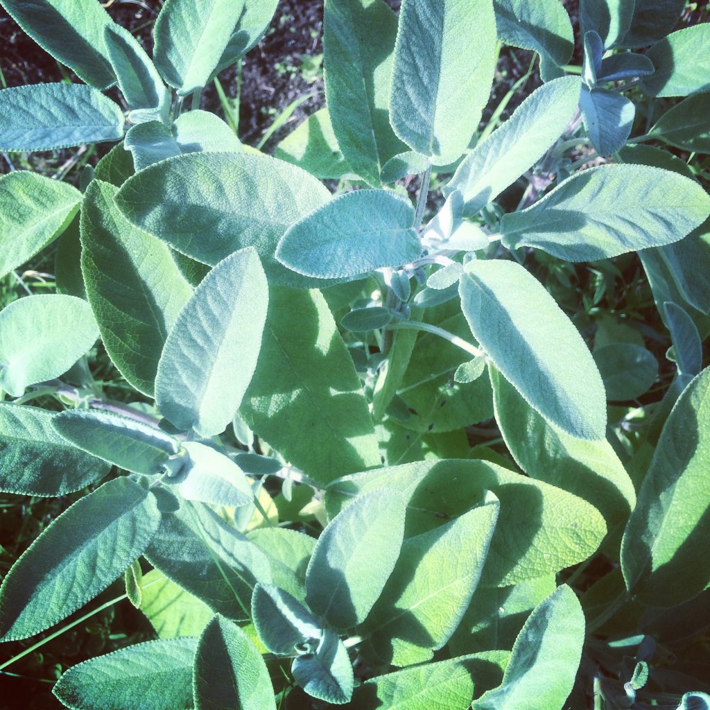 Salvia Officinalis