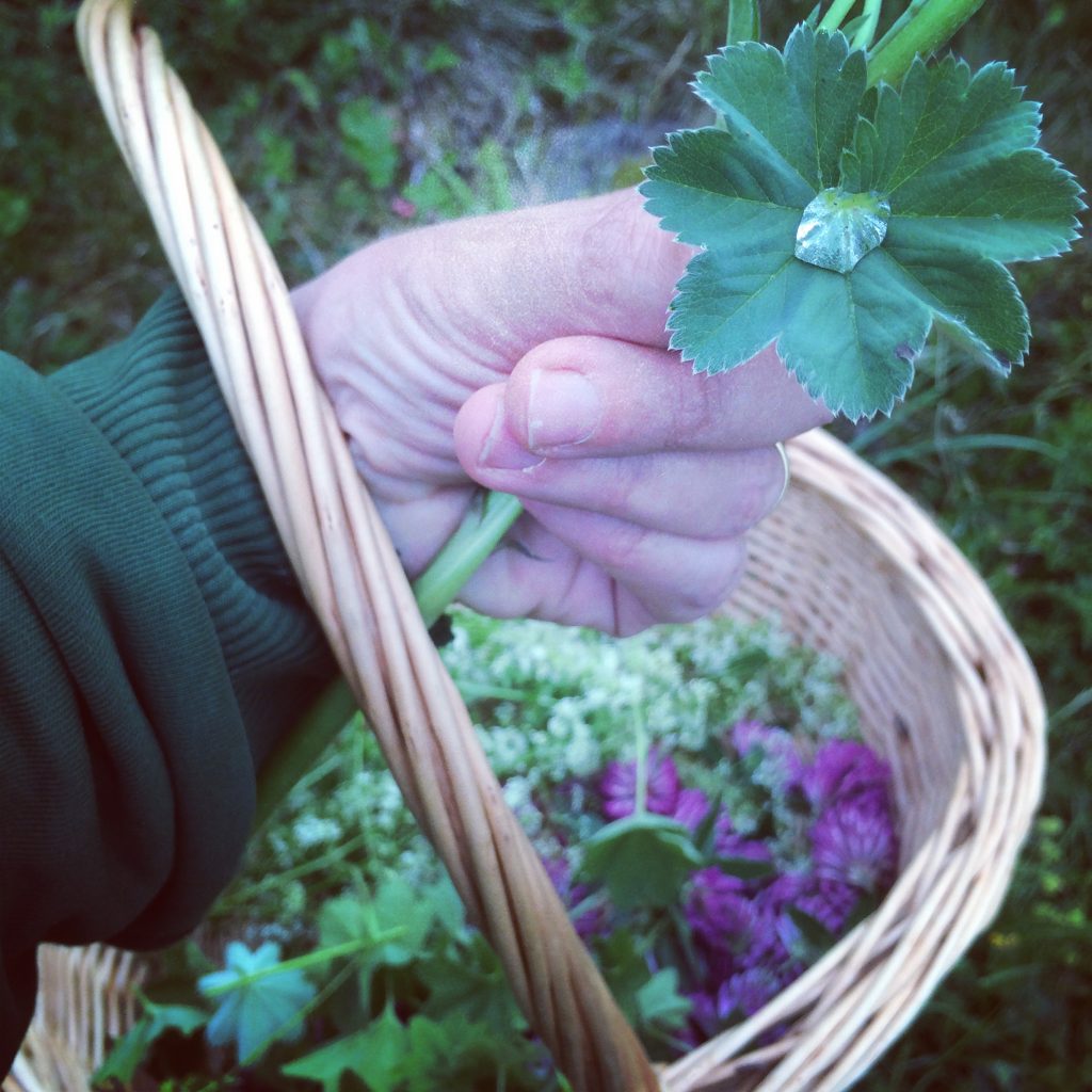 Alchemilla Vulgaris