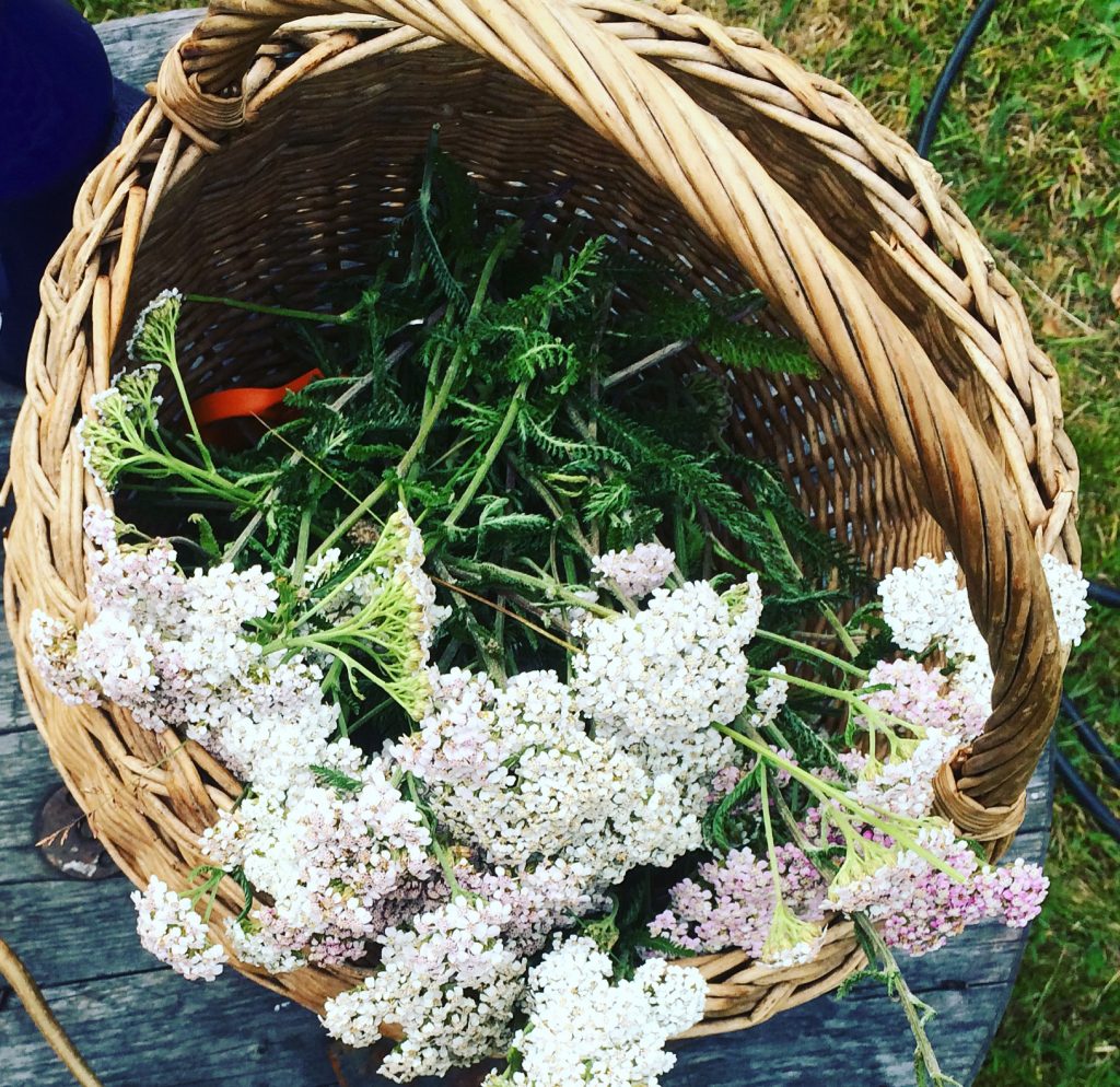 Achillea Millefolium