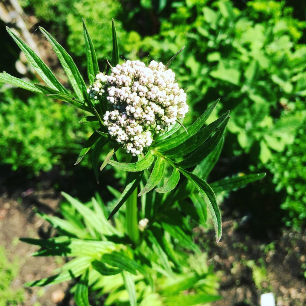 Valeriana Officinalis