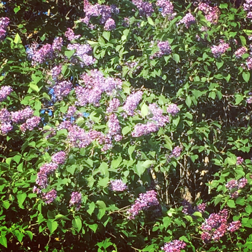 Syringa Vulgaris