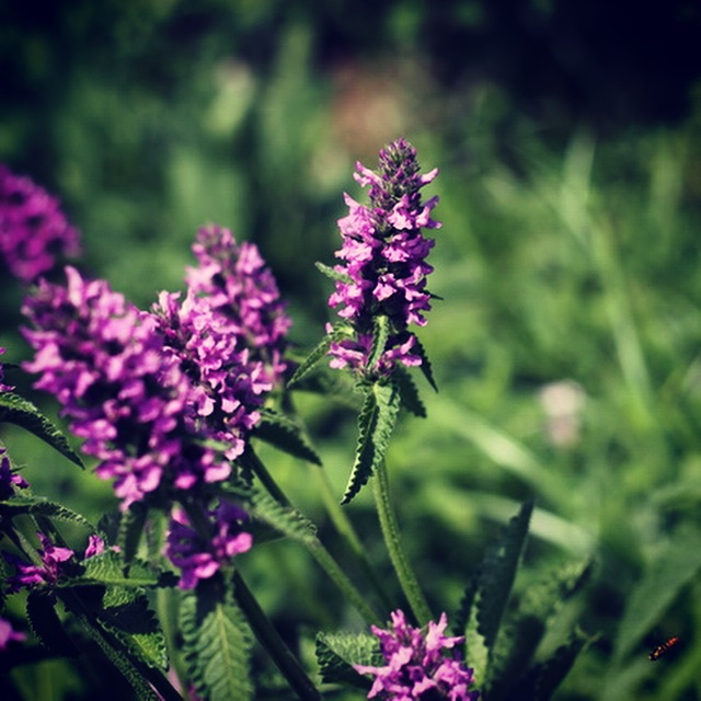 Stachys Betonica