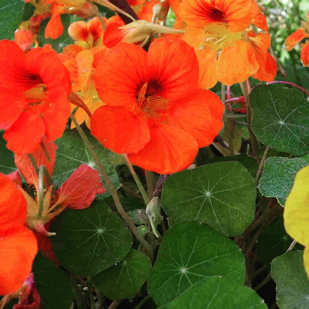 Tropaeolum Majus