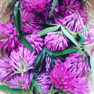 Red Clover