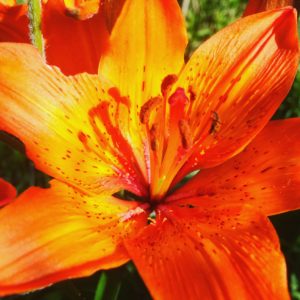 Tiger-Lily