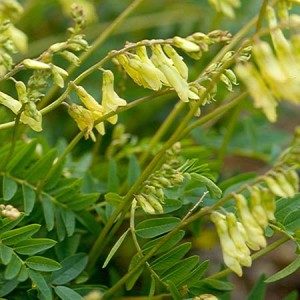 Astragalus