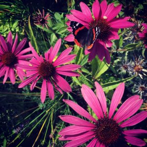 Echinacea Purpurea