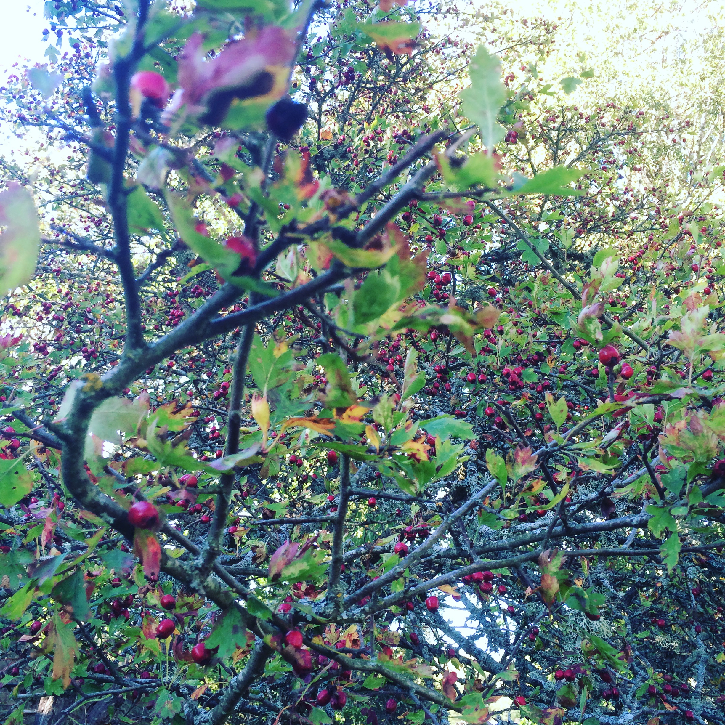 Crataegus Oxyacantha