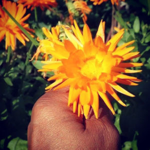 Calendula