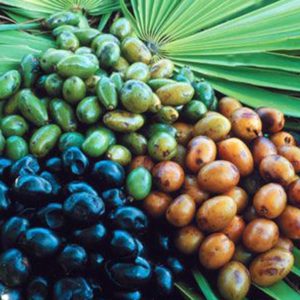 Saw Palmetto